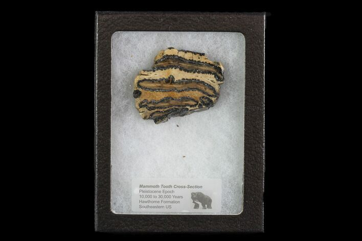 Mammoth Molar Slice With Case - South Carolina #95284